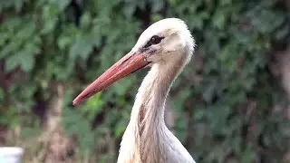 Kahramanmaraş'ta Yaralı Bulunan Leylek Yavrusu Tedavi Altına Alındı