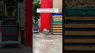 Приключения чайки в Стамбуле. Работа над собой 