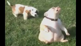 Best funny videos compilation part 2