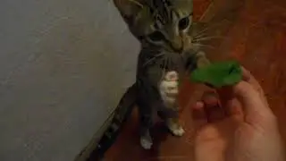 Amadeu comendo rúcula