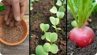 Guía : cultivo del RABANITO : Desde la siembra hasta la cosecha, paso a paso|| La Huertina De Toni