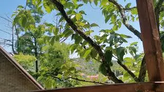Сочи. Горное Лоо. +30°C. 25. 06.2023г.©