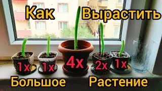 Эксперимент с Растениями:Как быстро взрастить растение из семян?