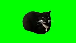 Cat Vibing Meme Green Screen EXE [Chroma Key]