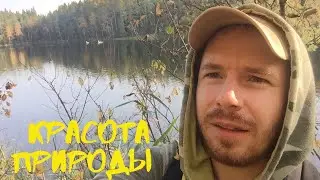 Красота природы, лебеди и ободок из хвостиков