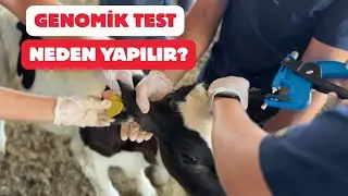 Why and How is Genomic Testing Done?