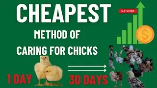 2024: CHEAPEST METHOD OF REARING CHICKS FROM 1 DAY OLD TO MATURITY