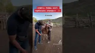 Баран производитель по кличке АТИЛЛА !