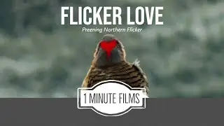 Flicker Love ~ 1 Minute Films