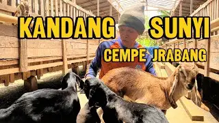 Pak Puji punya anakan Betina Jrabang super di kandang sunyi farm Binangun Blitar