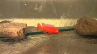 Аулонокара красный дракон альбинос Aulonocara Dragon Blood