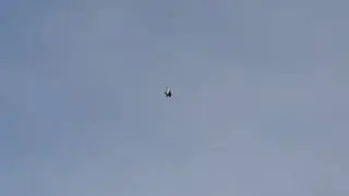 Голуби Казахстана Асхат Талдыкорган
