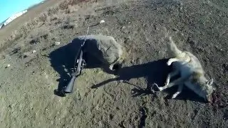Coyote Hunting with Bait and Traps