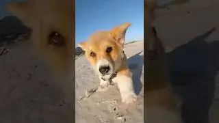 My puppy’s first time at the beach 🥹  @insta360 #insta360