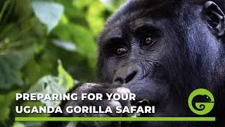 Wild Eye - How to prepare for your Uganda Gorilla Safari
