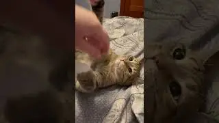 Kitty playing #epiccatfights #funnycatfight