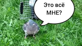 АНАСТАСИЯ. Шикарный вольер для вяхиря