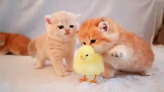 Most Beautiful Cats | Beautiful Kittens 2023 | Part 6