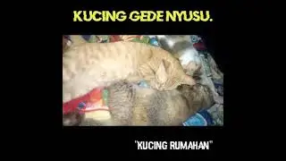 KUCING DEWASA MASIH NYUSU SAMA INDUKNYA.