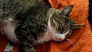 Cute purring kitty