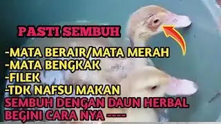 cara mengobati entok sakit mata merah mata berair,mata bengkak,pilek,tidak nafsu makan