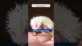 Девушка ВСЕГДА ХОТЕЛА СЕБЕ ЁЖИКА.. И СЛУЧИЛОСЬ ЭТО!😱