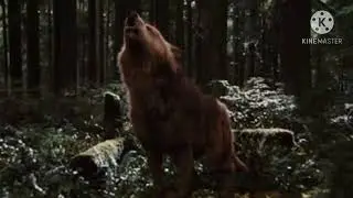 Twilight wolves - We own the night