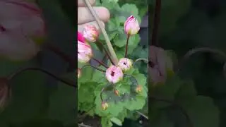 ЛиА ZA Гипноз