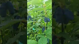УРОЖАЙ жимолости 2023! Дрозды в пролёте! 
