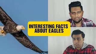 Interesting facts about Eagles