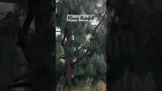 Sudden Heavy Rainfall #showersounds #rainfallsound #heavyrainfall #rainfall
