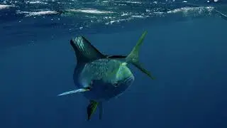 Как дорадо (Coryphaena hippurus) совместно с фрегатами охотятся на летучих рыб (сем. Exocoetidae) ?