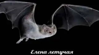ЕЛЕНА ЛЕТУЧАЯ МЫШЬ!!!! ТЕСТ НА ПСИХИКУ