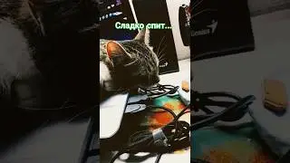 #Марси#рекомендации #топ #хочуврек #кот #ютуб