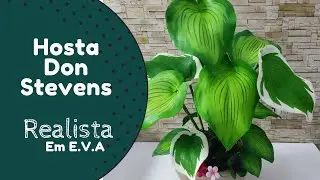 577 - Hosta Don Stevens - Prof Jociara Santos