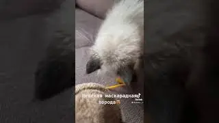 Милый котёнок невской маскарадной породы невская маскарадная #невскаямаскарадная