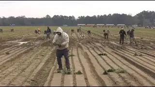 It's Planting Season for the World Famous Vidalia Onion