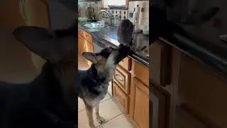 Bear w cat