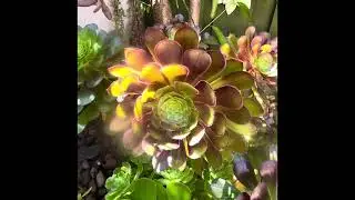 Benefits of Pot Gardening. All it Needs is a happy, imaginative Owner @HealthyWondeefulLife