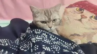 小猫咪睡着了也会做梦吧？梦里有小鱼干和肉罐头吧，或者梦见了猫妈妈和它的兄弟姐妹，要猫生幸福哦