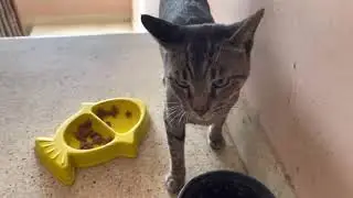 Poor Street Cats Wants Food And Attention