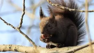 Squirell's lunch