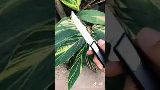 knives