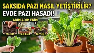 Evde saksıda pazı yetiştirmek