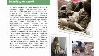 Дипломна  робота відео
