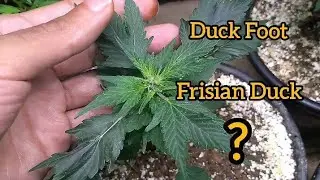 Duck Foot ou Frisian Duck ?