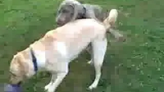Hooch and Macleod #1