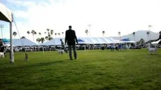 BULLS2011 592