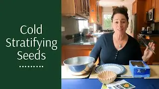 How to Cold Stratify Native Plant Seeds and the Fast Forward Process