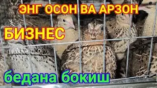 BEDANA BOQISH BIZNESI HAQIDA SAVOLLARGA JAVOB